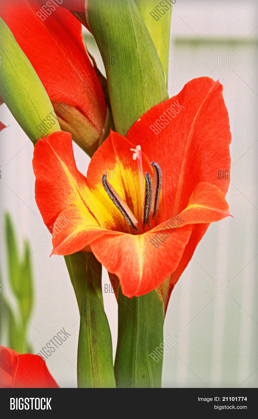 Image Preview
