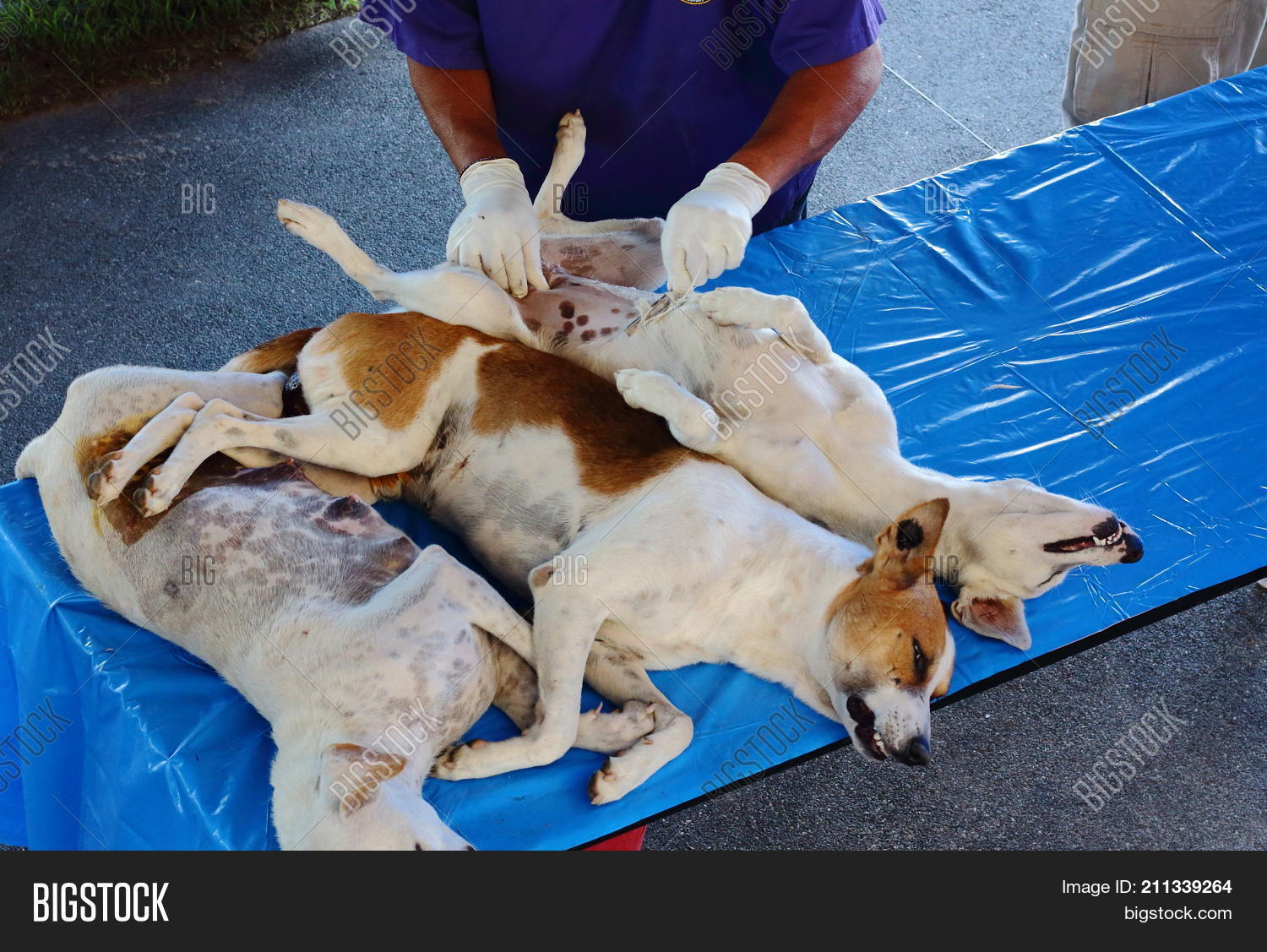 Sterilization of dogs - is it necessary Sterilization of dogs - is it necessary