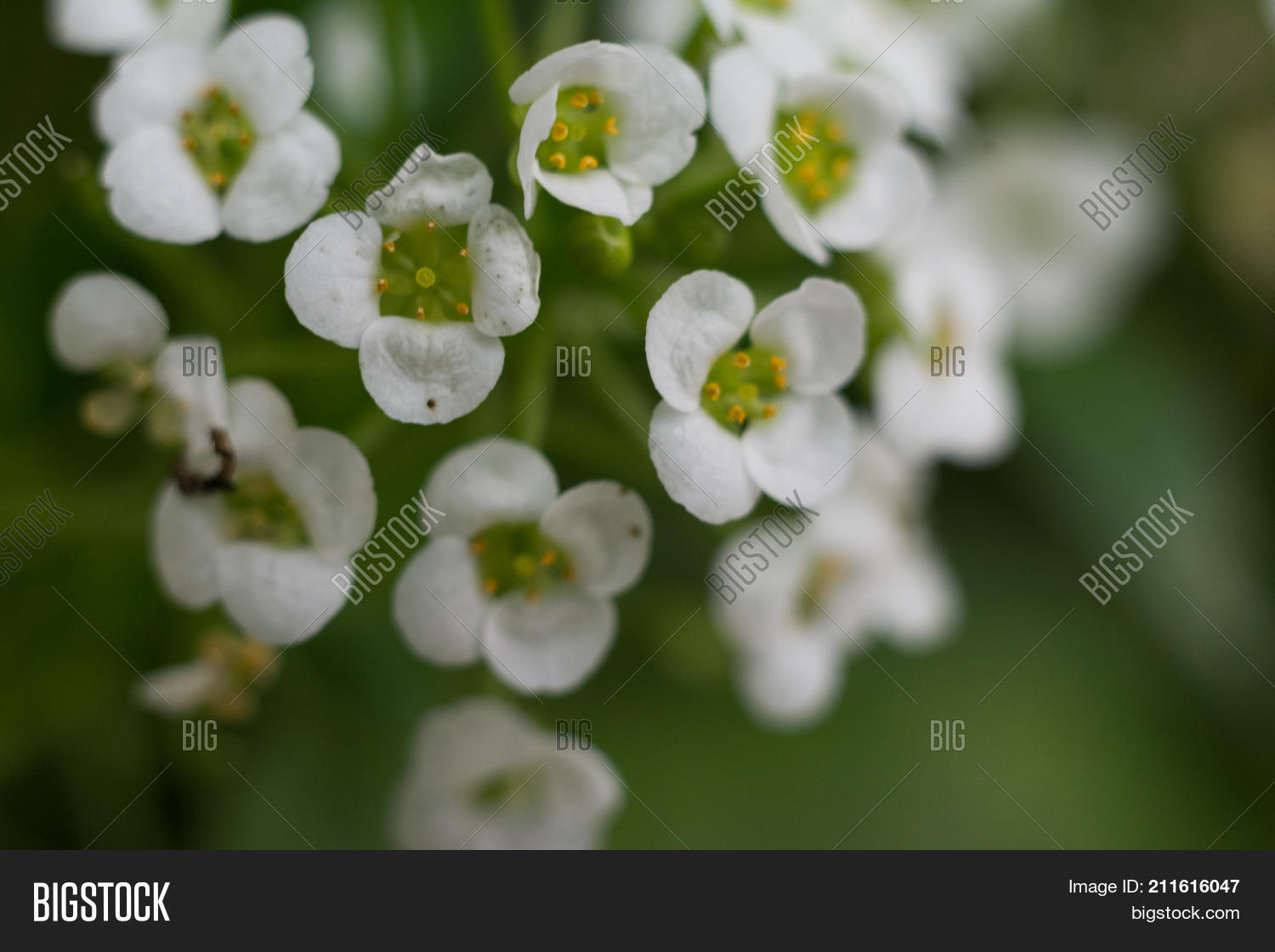 Image Preview