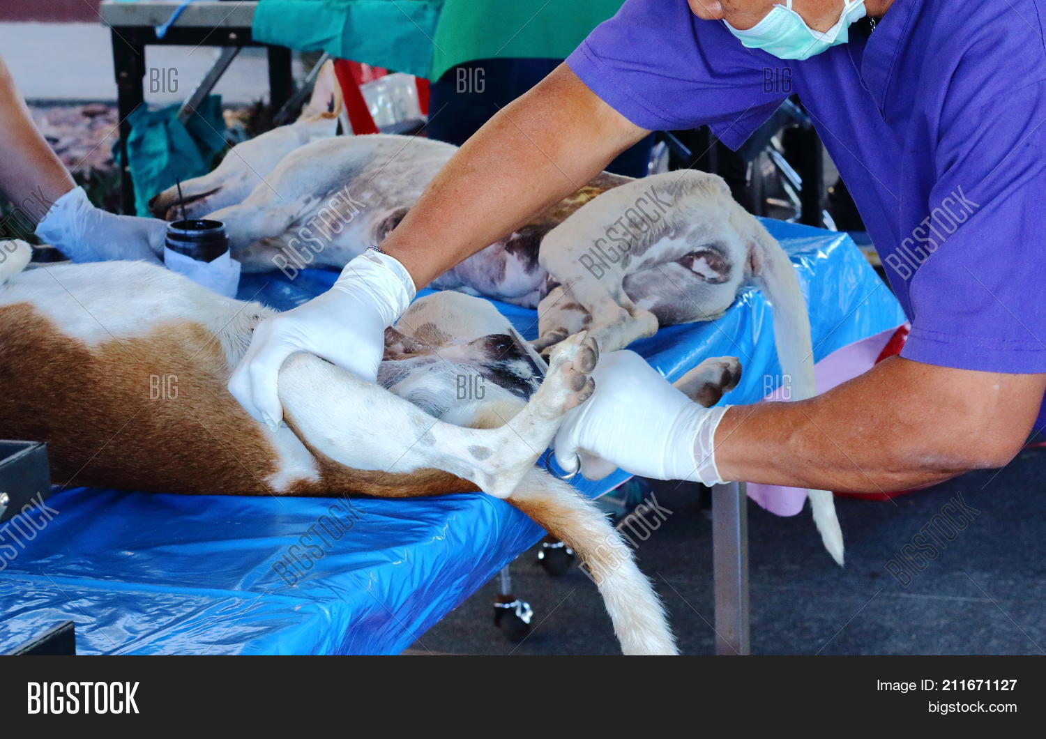 Sterilization Dogs On Image & Photo (Free Trial) Bigstock