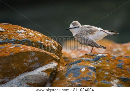 Tiny White-fronted plover stretches its leg in the early morning at Agulhas, South Africa