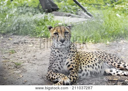 a large portrait of a cheetah, shot from a long distance, summer 2017