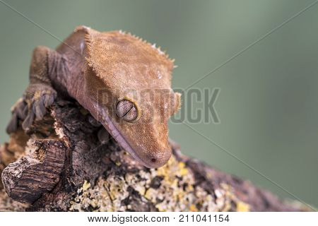 Crested Gecko. Isolated against a muted green background. Focus on the eyes. Room for copy.