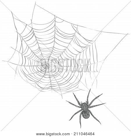 A spider weaves a spider web. Spider and cobweb vector illustration