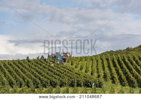 Verzy France - September 9 2017: Harvest of the grapes in the champagne area with people cutting pinot noir and chardonnay grapes in the vineyards at Verzy.