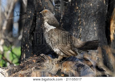 Abete Grouse
