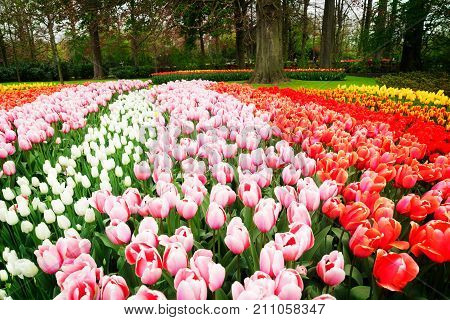 Colorful growing pink, red and white tulips flowerbed in spring formal garden, retro toned