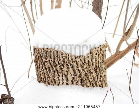 Stump tree under snow in winter forest