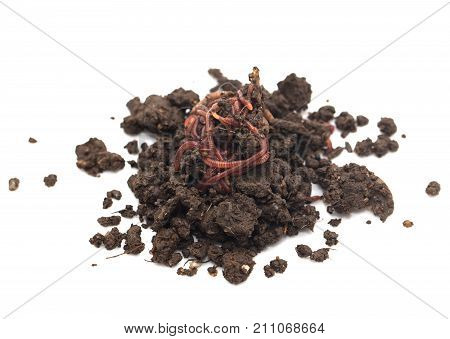 worm in the ground on a white background .