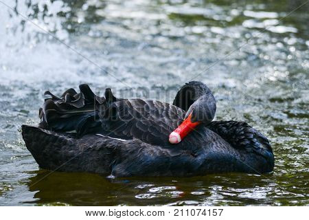 Black swan