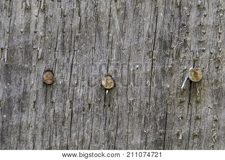 Close up macro shot of old wood and rusty nails