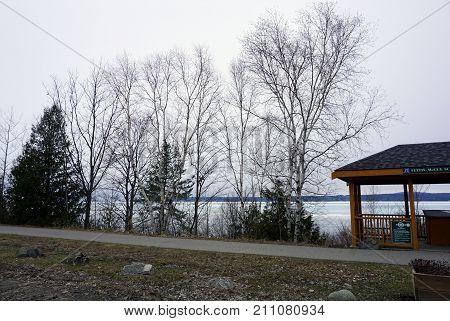 BAY VIEW, MICHIGAN / UNITED STATES - MARCH 30, 2017: White birch trees (Betula papyrifera), also called paper and canoe birch, grow beside the Little Traverse Wheelway, which connects, Charlevoix, Petoskey and Harbor Springs.