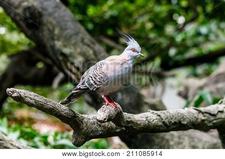 Australian Crested Pigeon perched on tree limb.