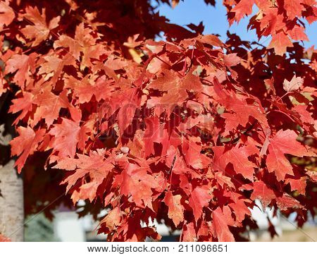 Brilliant sun lit Scarlet Red autumn maple leaves