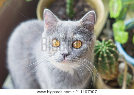 a nice grey cat near cactus flower looks