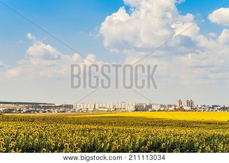 Gubkin city skyline Belgorod region Russia. Sunflower field on acity background.