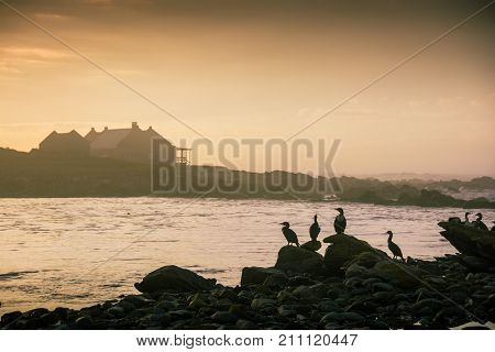 Cormorants silhouetted against the rising sun with a holiday house in the background near Cape Agulhas