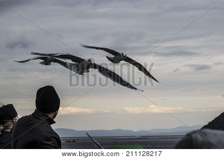 Gulls flying over the frothy sea level