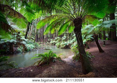 The tranquil Californian Redwood Forest in Cape Otway, Victoria, Australia