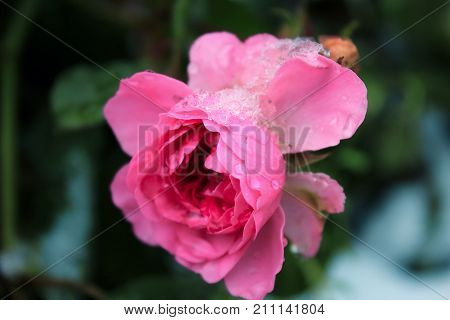Roses in winter. Frozen rose. Drops of water on petals rose. Pink rose in the snow. Snow on the roses. Flowers in the winter. Roses in the cold. Pale pink Roses in the winter garden. Caring for garden roses. A bouquet of roses. Flowers in Valentine's day.