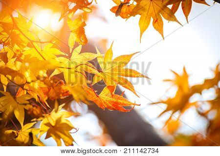 Autumn color change is season colorful with red and yellow leaves alternates beautiful nature bokeh background with sun light Kyoto Japan.
