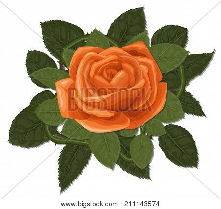 Vector watercolor floral Rose orange flower with greenery leaves green foliage hand drawn designer element object bouquet. Greeting banner decorative natural decorative set. Cute botany illustration