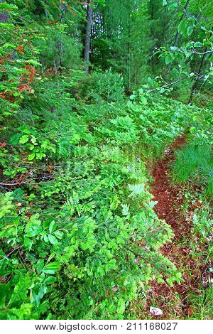 Ferns grow in the understory of a vivid green northwoods forest in Wisconsin.