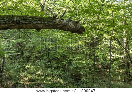 A dead tree in Afton State Park forest in Summer