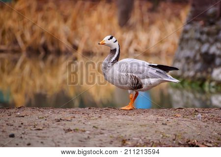 Bar-headed goose, Anser indicus, single bird near the autumn lake, animal natural background