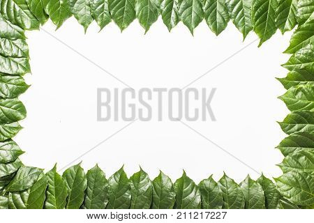 Green leafs frame with usable copy space in the middle and white background.