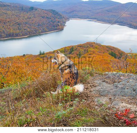 a domesticated Wolf walks through the forest, beautiful beast runs in nature. Primorskiy Kray