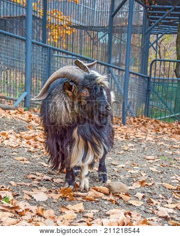 hairy goat looks into the camera. a lot of wool. Primorskiy Kray