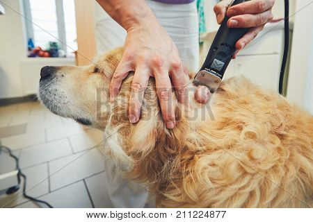Golden retriever in the animal hospital. Veterinarian preparing the dog for surgery.