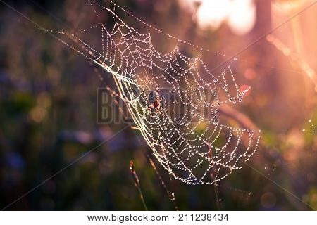 Spider sitting in the web glistening in the morning dew