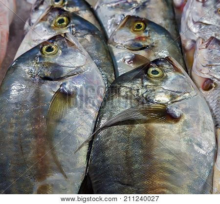 Dorado Or Sea Bream Fish
