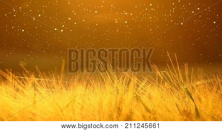 Close-up Of Ripening Barley Of Yellow Wheat Field On The Sunset Cloudy Yellow /orange /gold Sky Ultr