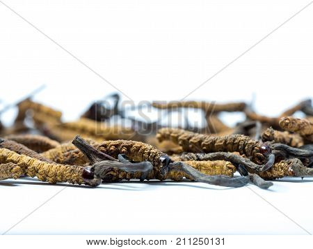 close up Ophiocordyceps sinensis (CHONG CAO DONG CHONG XIA CAO) or mushroom cordyceps this is a herbs. Medicinal properties in the treatment of diseases.