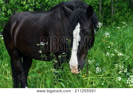 Horse grazing in the field a clear day