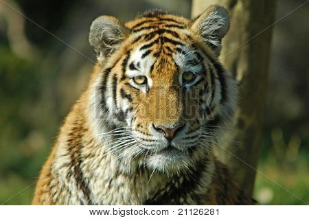 Gatto selvatico