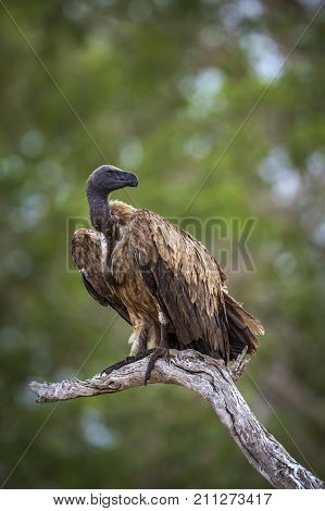 White-backed vulture in Kruger national park, South Africa ; Specie Gyps africanus family of Accipitridae