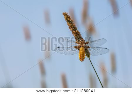 Female Broad-bodied Chaser