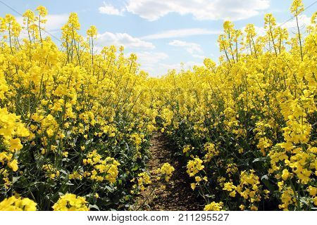 Canola, Oilseed Rape, Biodiesel Crop background close up.