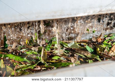 Olive Washing Phase