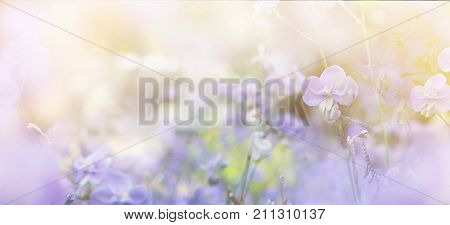 Abstract floral backdrop of crested serpent sweet purple flowers in the field with soft style.Banner background with copy space.