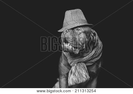 beautiful young dogue de bordeaux dog wearing grey scarf and hat. sitting pose. studio shot on black background. closeup portrait.