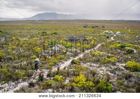 Hikers walk along a trail towards the misty hills through the iconic fynbos bush near Cape Point, South Africa.