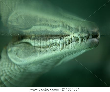 ALLIGATOR JAW LINE BELOW SURFACE OF WATER
