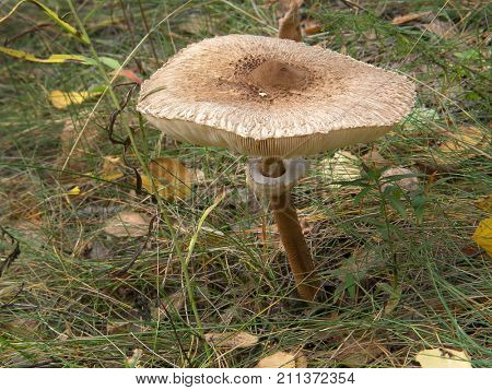 Forest mushroom umbrella. Very beautiful image