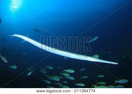 Cornetfish and fish underwater