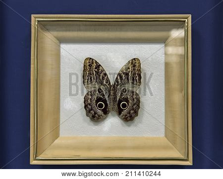 An instance of large tropical butterflies of the genus Caligo illioneus has a wingspan of up to 160mm. Presented in a glazed frame.